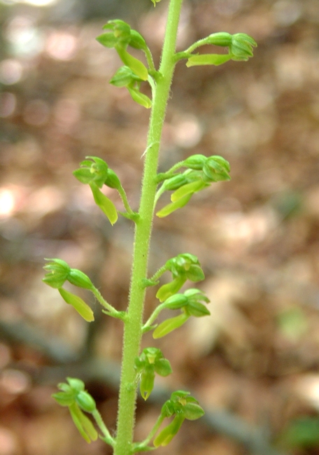 Neottia ovata